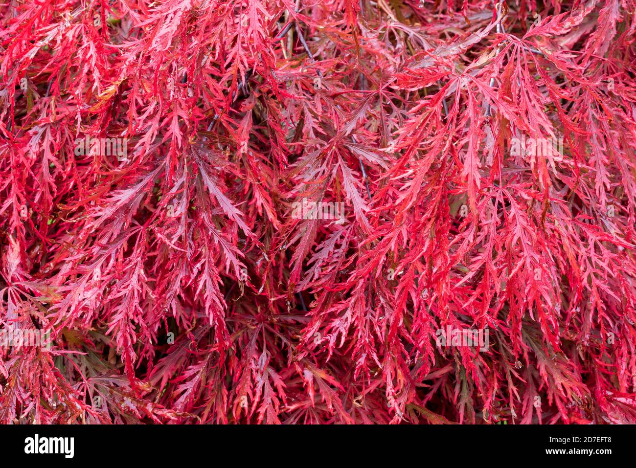 Close up of crimson red Autumn leaf colour of weeping Laceleaf Japanese Red Maple, Acer palmatum `Garnet`. Stock Photo
